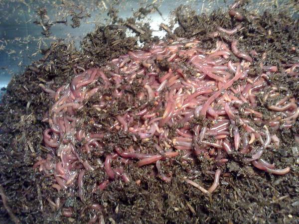 Uzgoj kalifornijskih glista