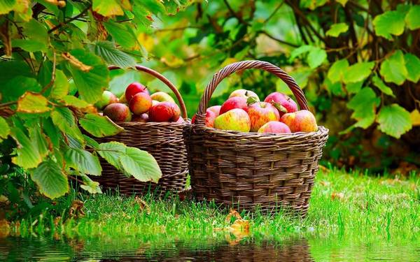 uzgoj jabuka