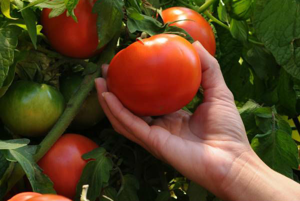 paradajz-kasanova