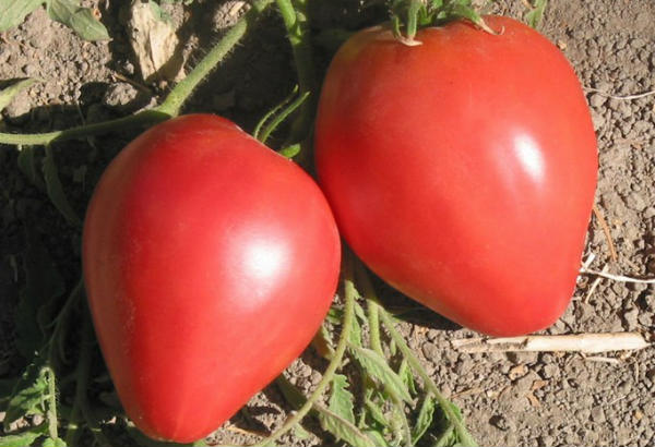 paradajz-volovo-srce