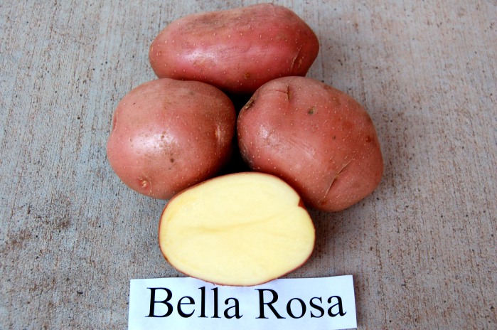 Bellarosa krompir