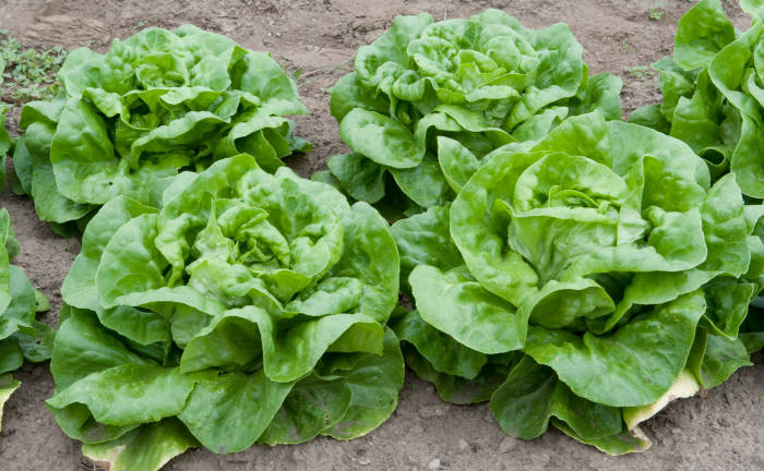 Zelena salata 1